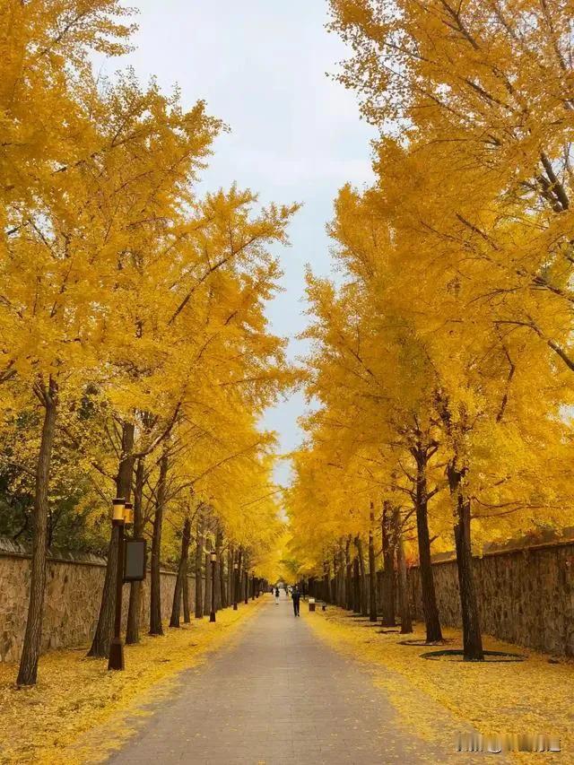 自古逢秋悲寂寥
我言秋日胜春朝
立冬至 秋意浓 随手拍
#随手拍黄叶美景# #秋