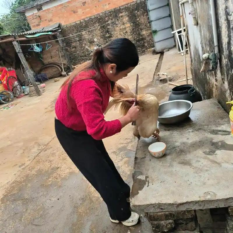 因为小舅子今天要来，刚刚老婆把家里仅有的一只下蛋母鸡也给杀了，我说孩子们正在长身