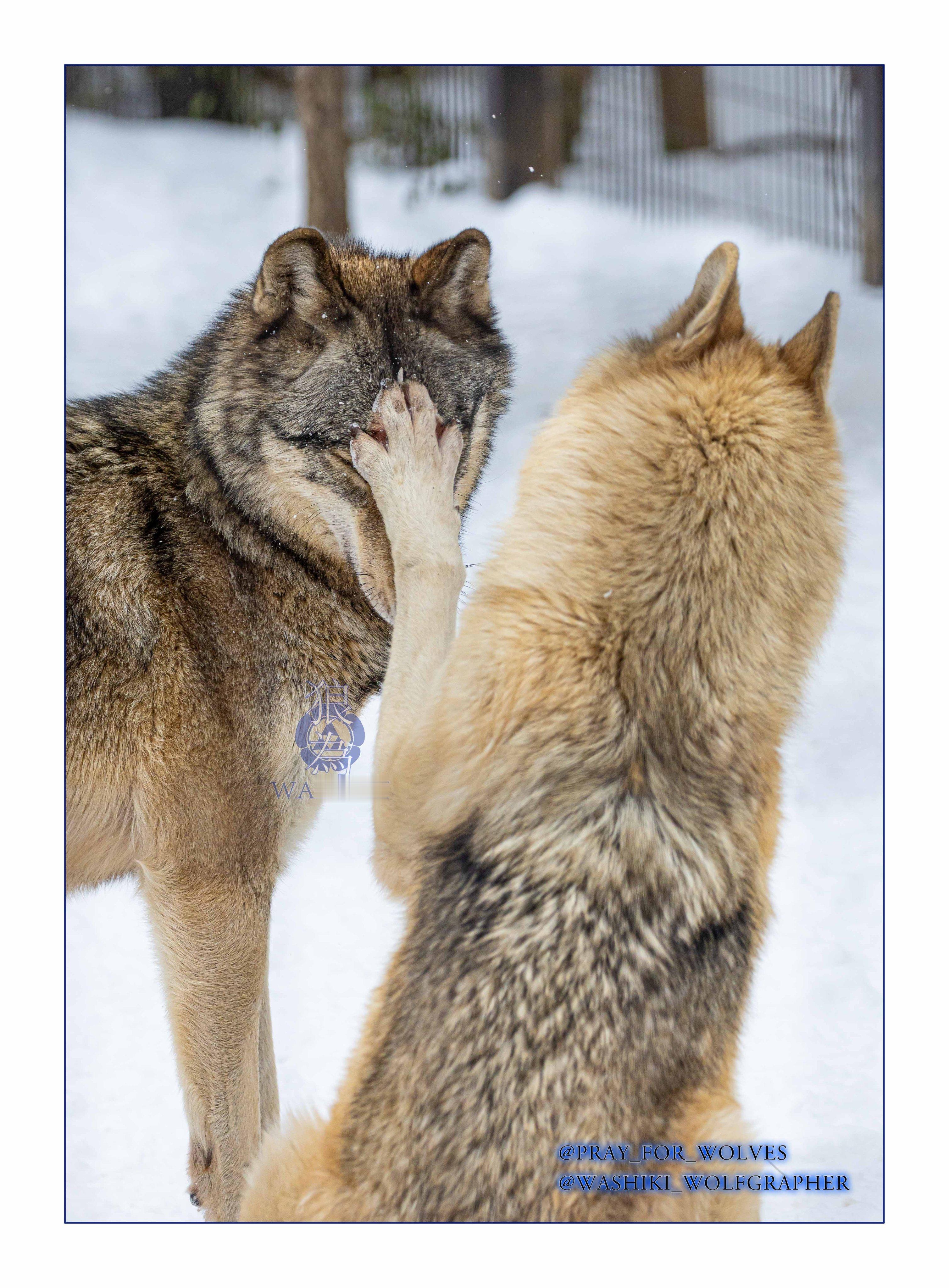 狼丸山动物园 ©️pray_for_wolves 