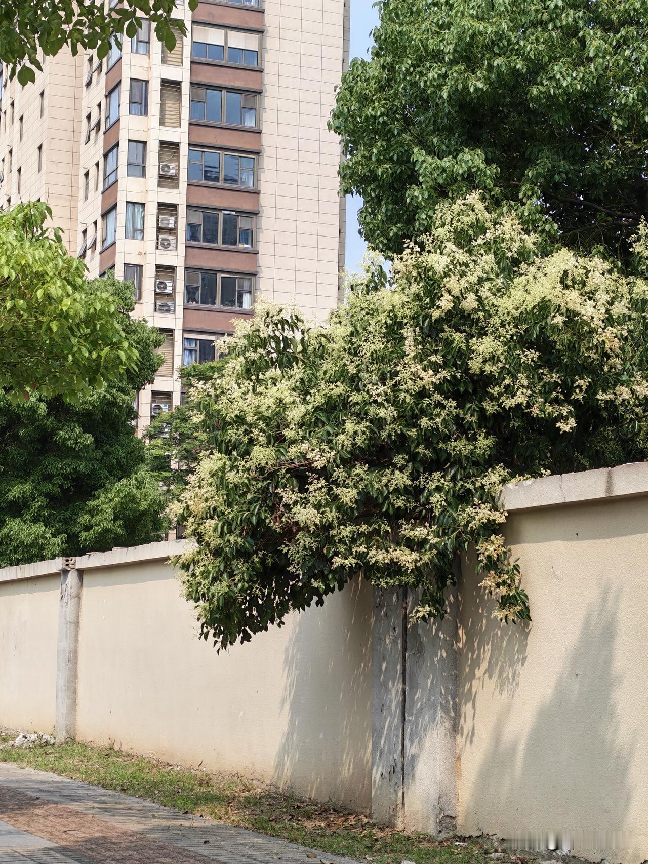 我认为会。
无比怀念上学的日子，上世纪70、80年代，虽然贫穷、落后，没有钱，吃