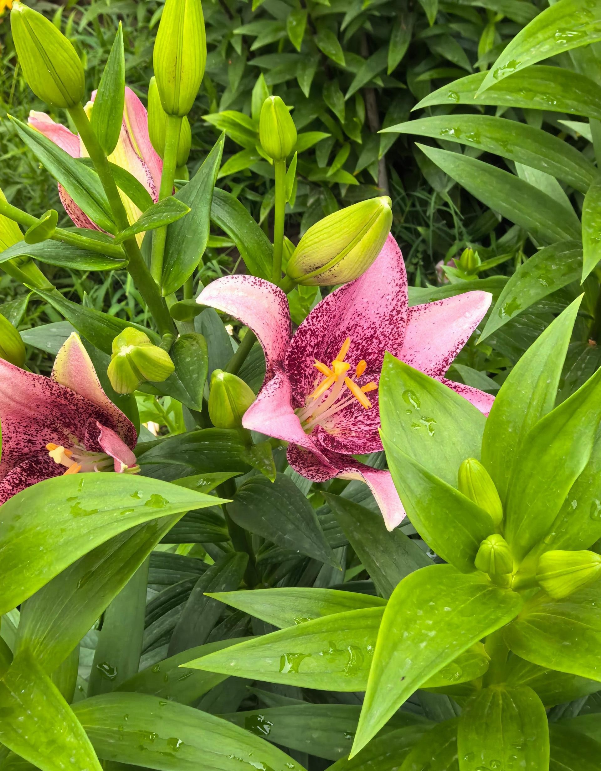 纳指系这溢价率又顶起来了，做踢可以，没法子补的感觉。我上周补完都七层了，有点压力