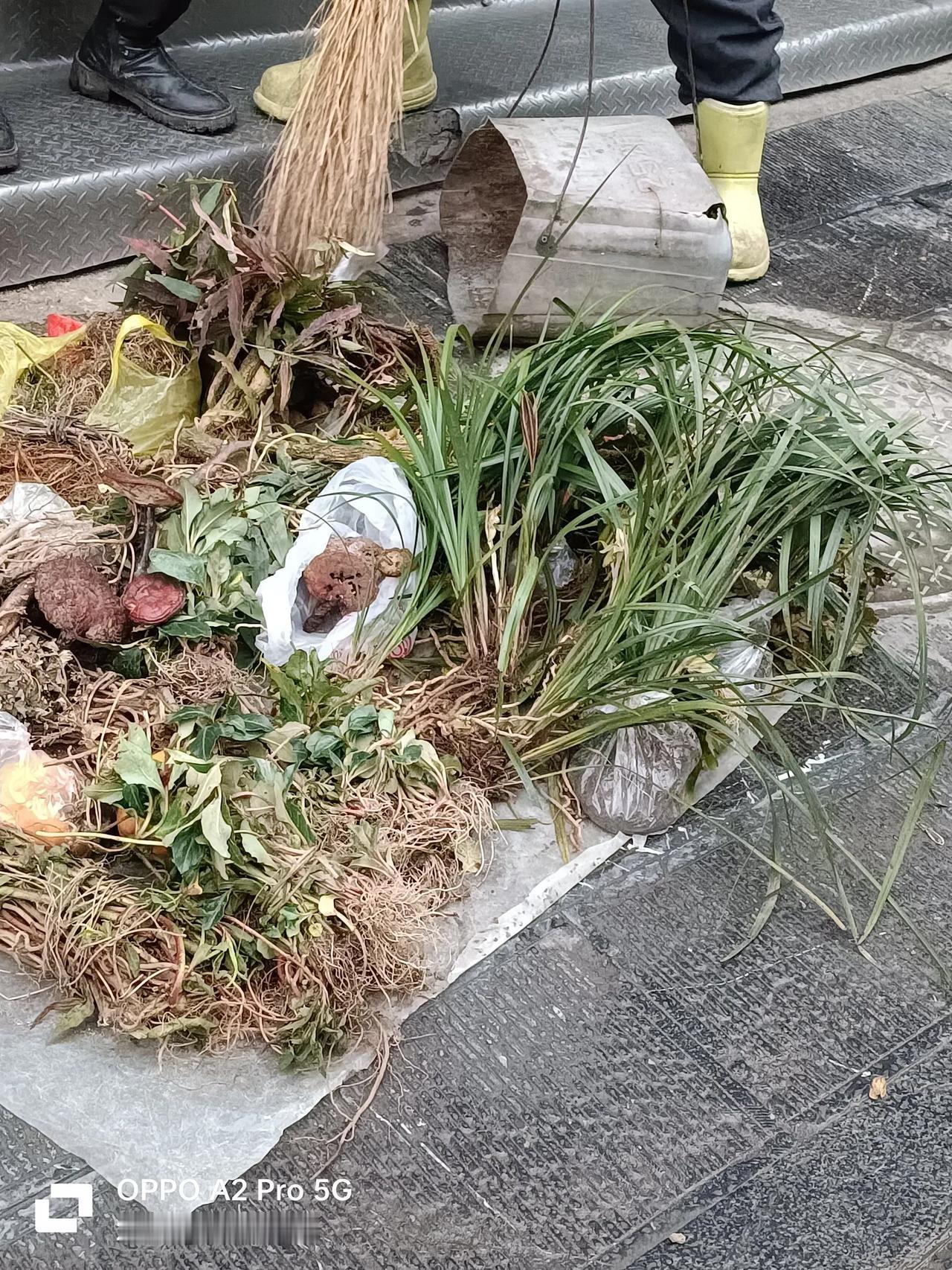 兰花不是国家二级保护植物吗？怎么赶集还有人光明正大在犯卖？