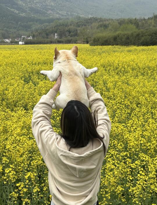 啊～拿起盆呀～麻麻滴吉娃娃～