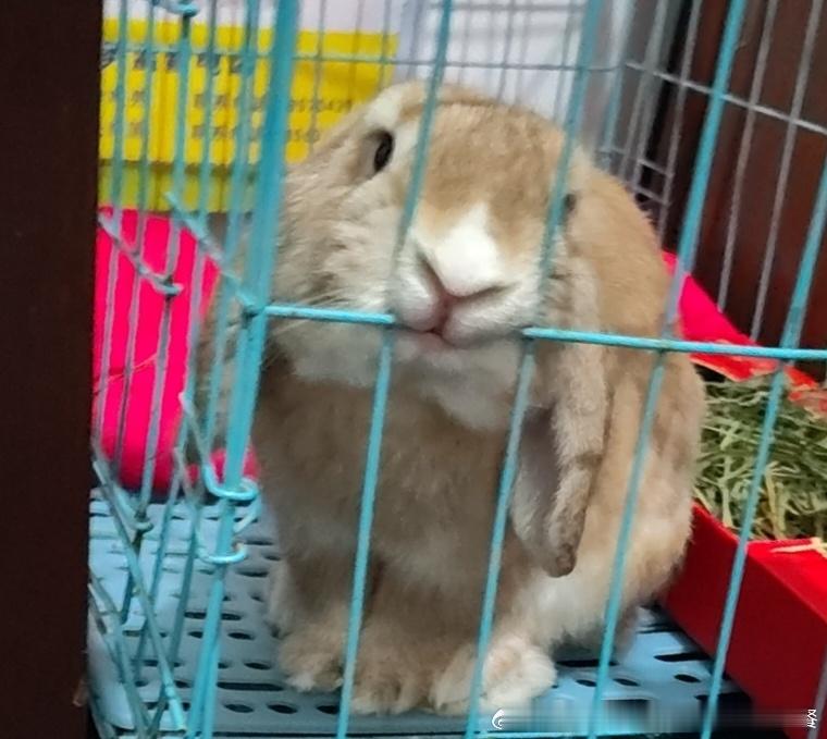 14325🐇【微笑唇】兔问：人～我美吗～ 