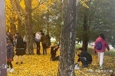 凤凰新闻【北京彩叶树迎来最佳观赏期！有南方游客专程“飞”来北京赶秋】本周，北京市