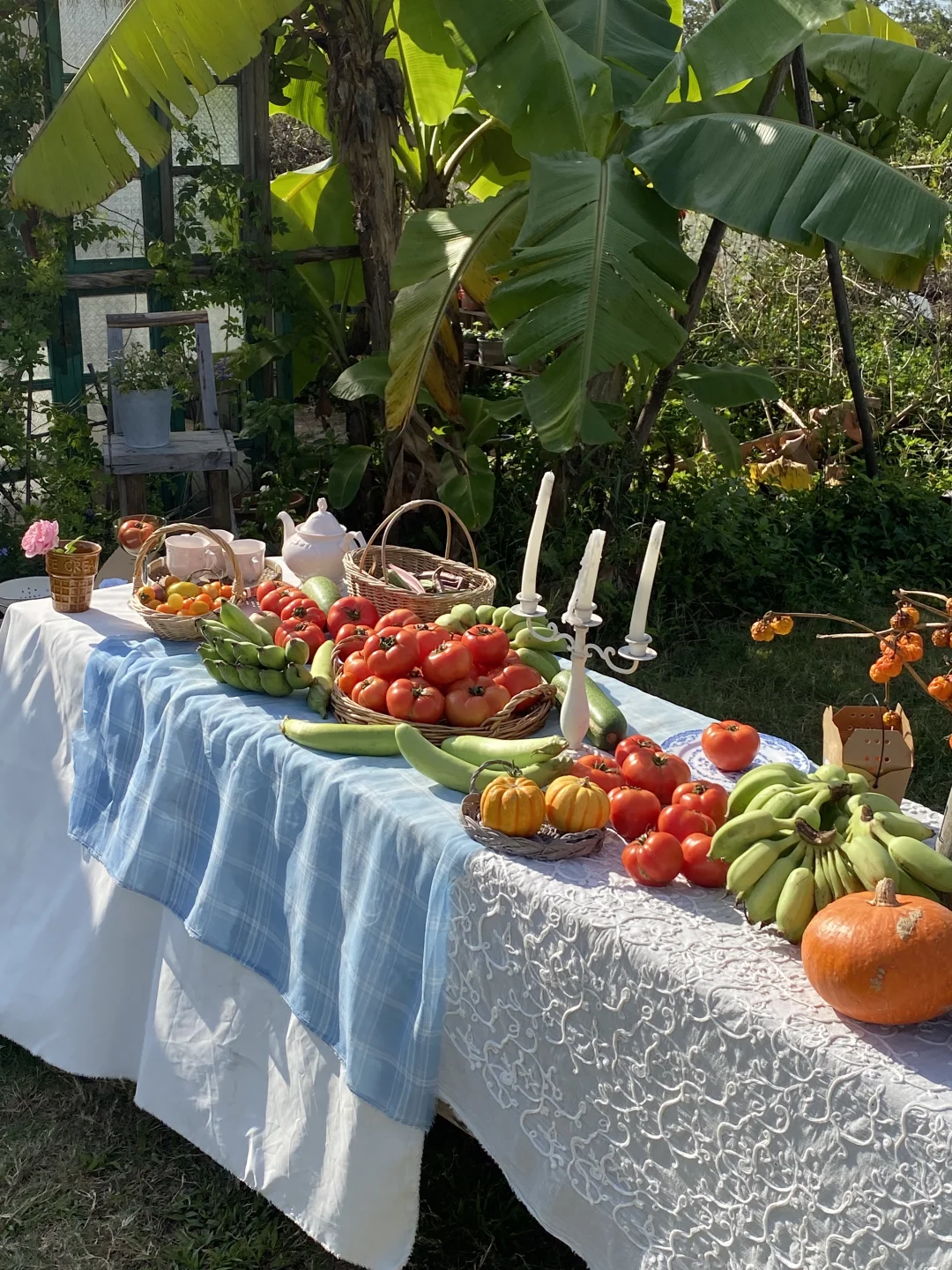 和女孩子们在农场的「番茄盛宴」🍅