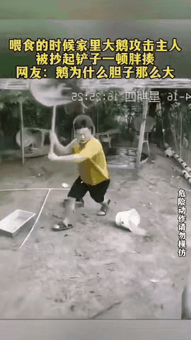 破防了之后是暴击！
黄衣服男子端着一盘鸡食正准备喂鸡鸭鹅，不料被一只大鹅，从背后