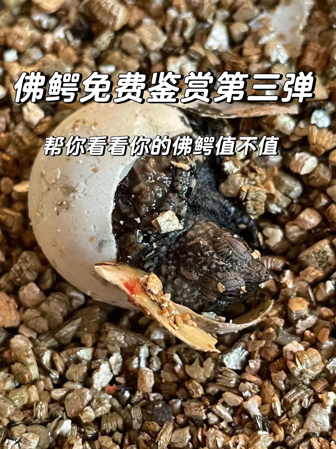 免费鉴赏佛鳄第三弹