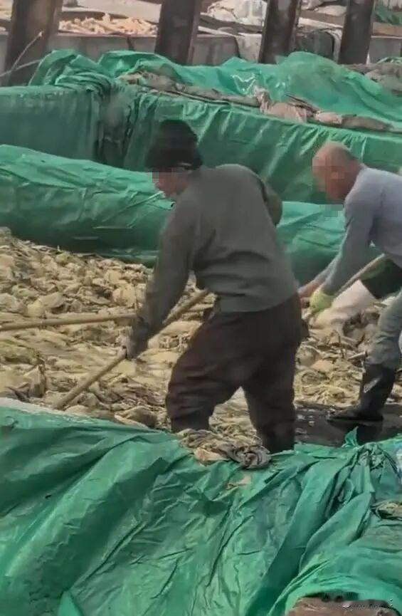 近日，一段男子在酸菜池中抽烟并吐痰的视频在网络上引发热议，辽宁兴城市市场监管局迅