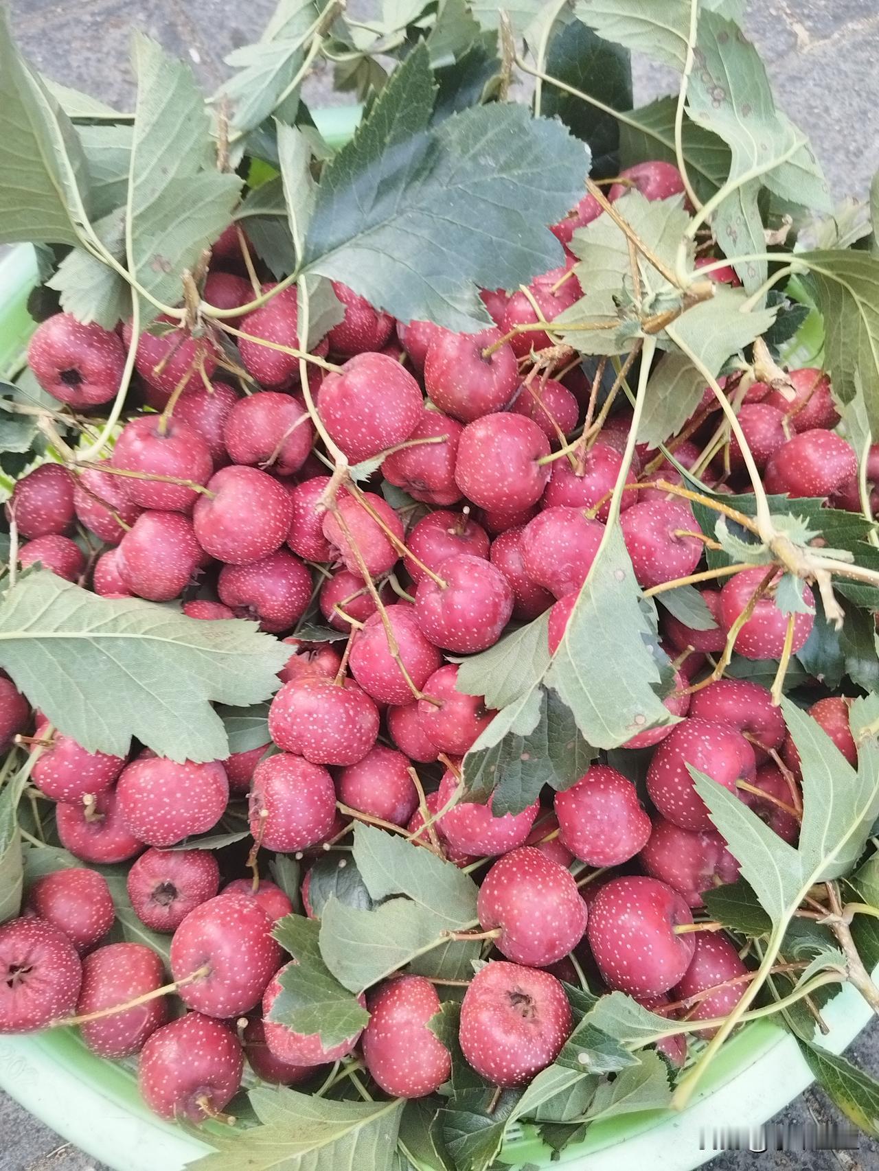 好久没来早市了，感觉如鱼得水[捂脸]闺女上初中时，天天早上经过这个市场，顺道买菜