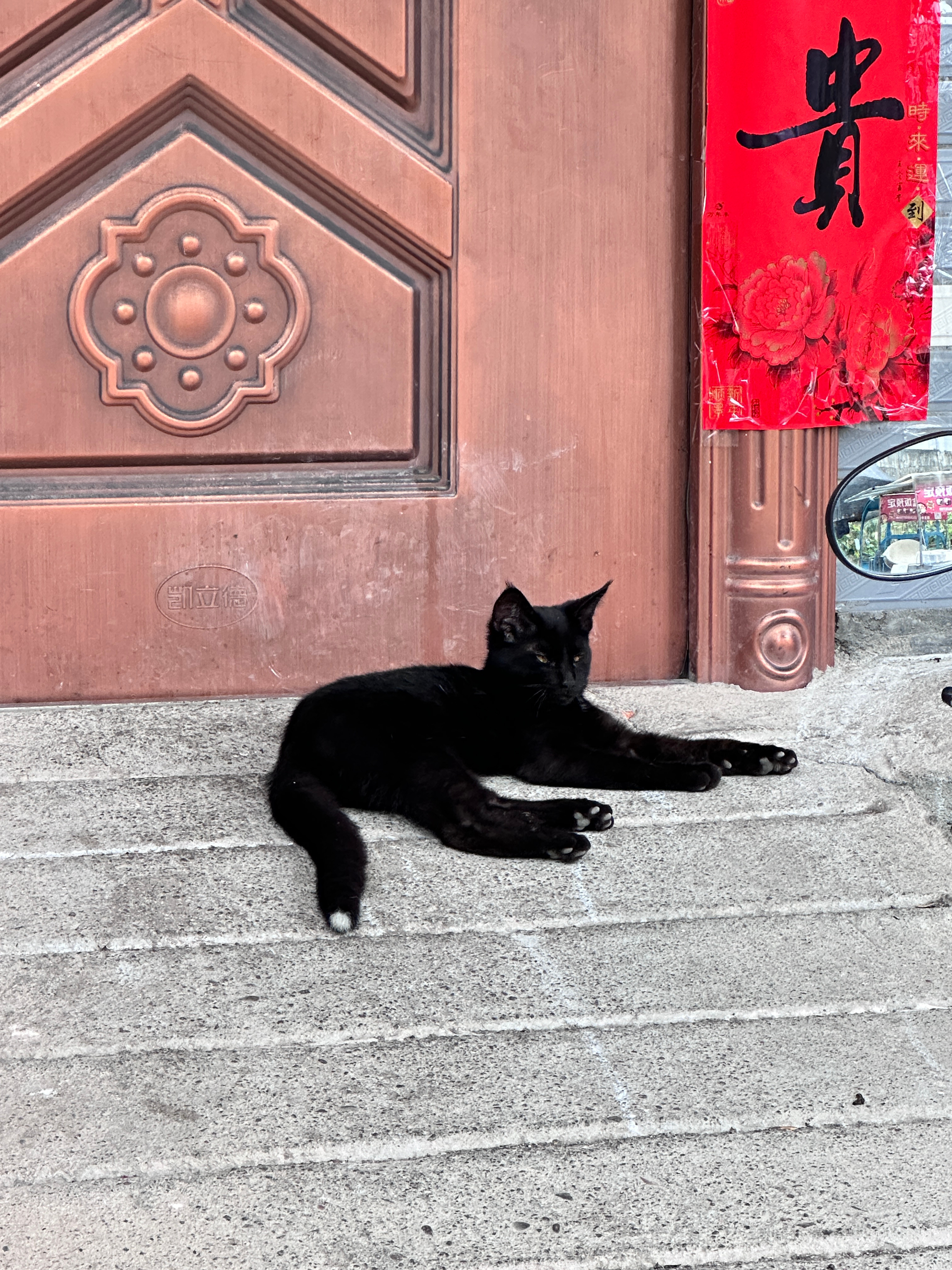 回家的时候，在邻居家门口看到一只纯黑的猫，好可爱😍 
