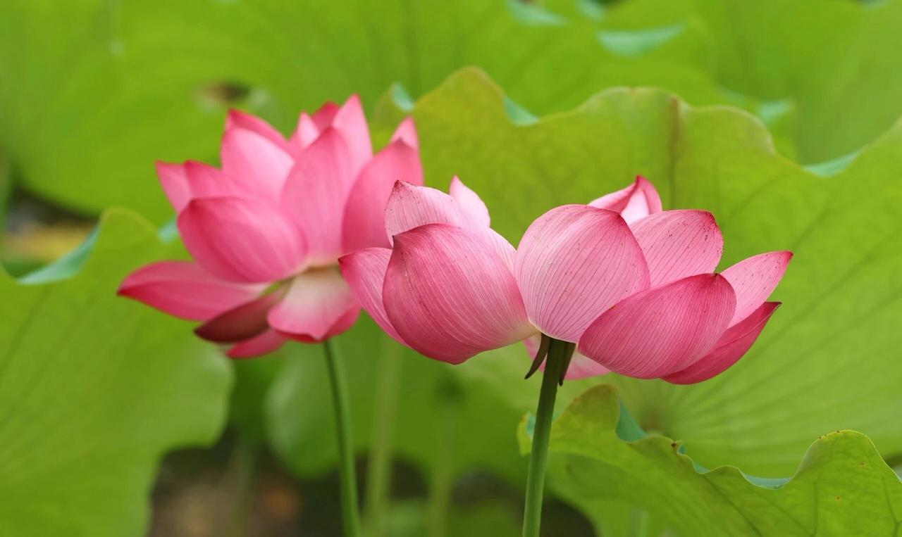 立足平凡守岗位 默默实干绽芳华
——敬业爱岗先进个人事迹材料

在平凡的工作岗位