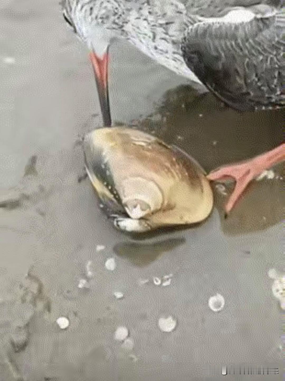 邯郸成语（22）：“鹬蚌相争”成语背后的外交智慧！

“鹬蚌相争”这个成语出自《