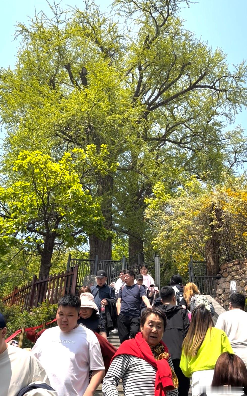 母亲节我本来想订餐厅，跟孩子们一起吃顿饭。结果被我老婆否了，说要我陪她去大孤山。