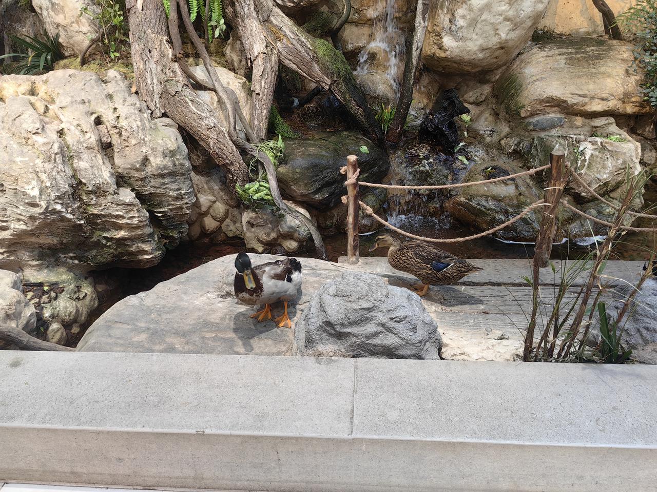 运城财经学校对面的荣河超市，里面竟然有潺潺小溪，而且还有一群呱呱叫的鸭子，真的是