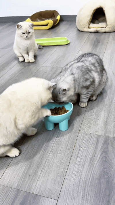 你瞅瞅这三只猫，俩白的和一个银渐层围着一个猫碗抢食吃，你扒拉过来吃一口，我再扒拉
