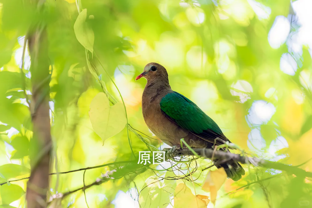 迟来的打卡，中山公园绿咕咕