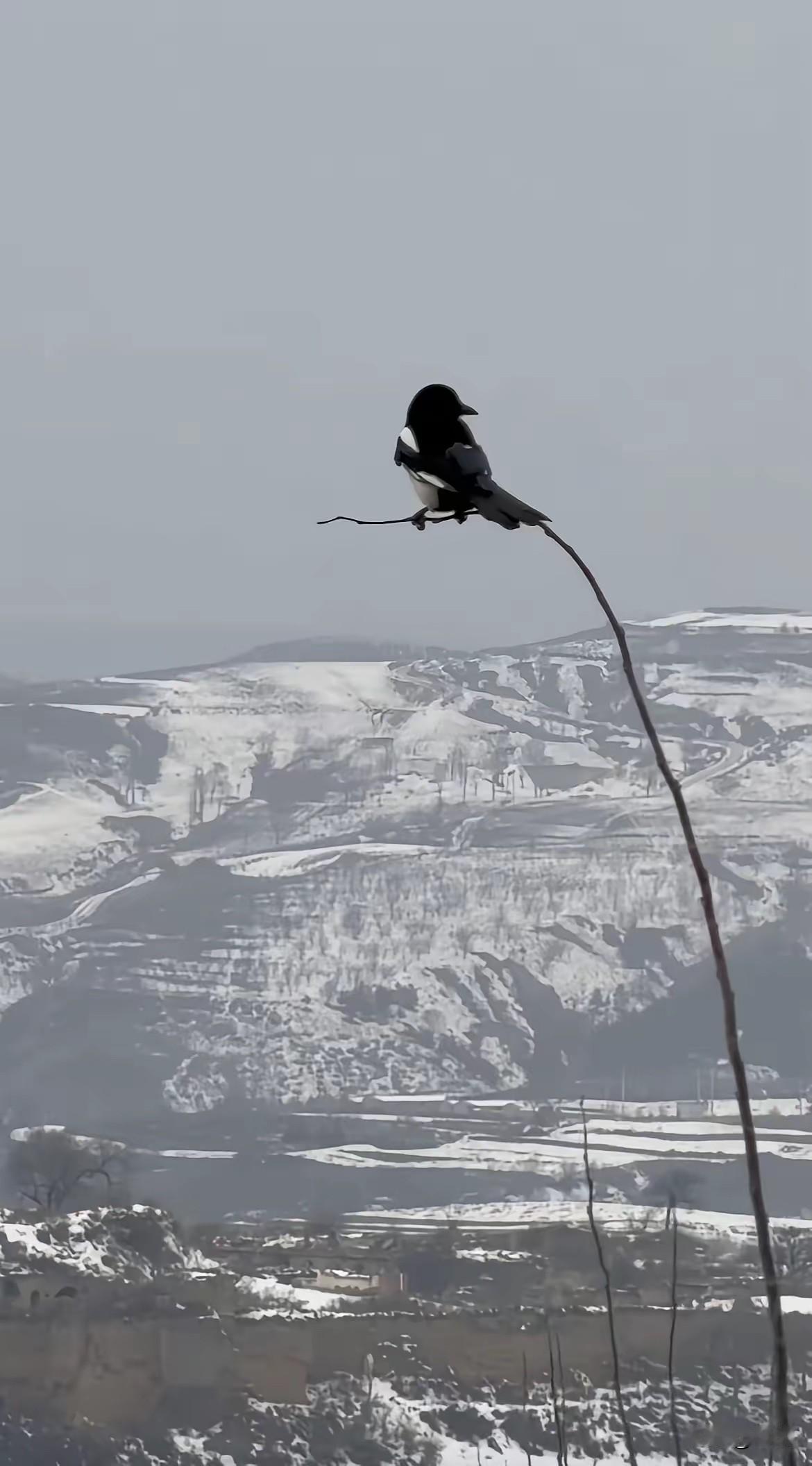 高市早苗，特朗普不见、中国不理，转头派特使去俄罗斯。

​俄罗斯更直接，特使未到