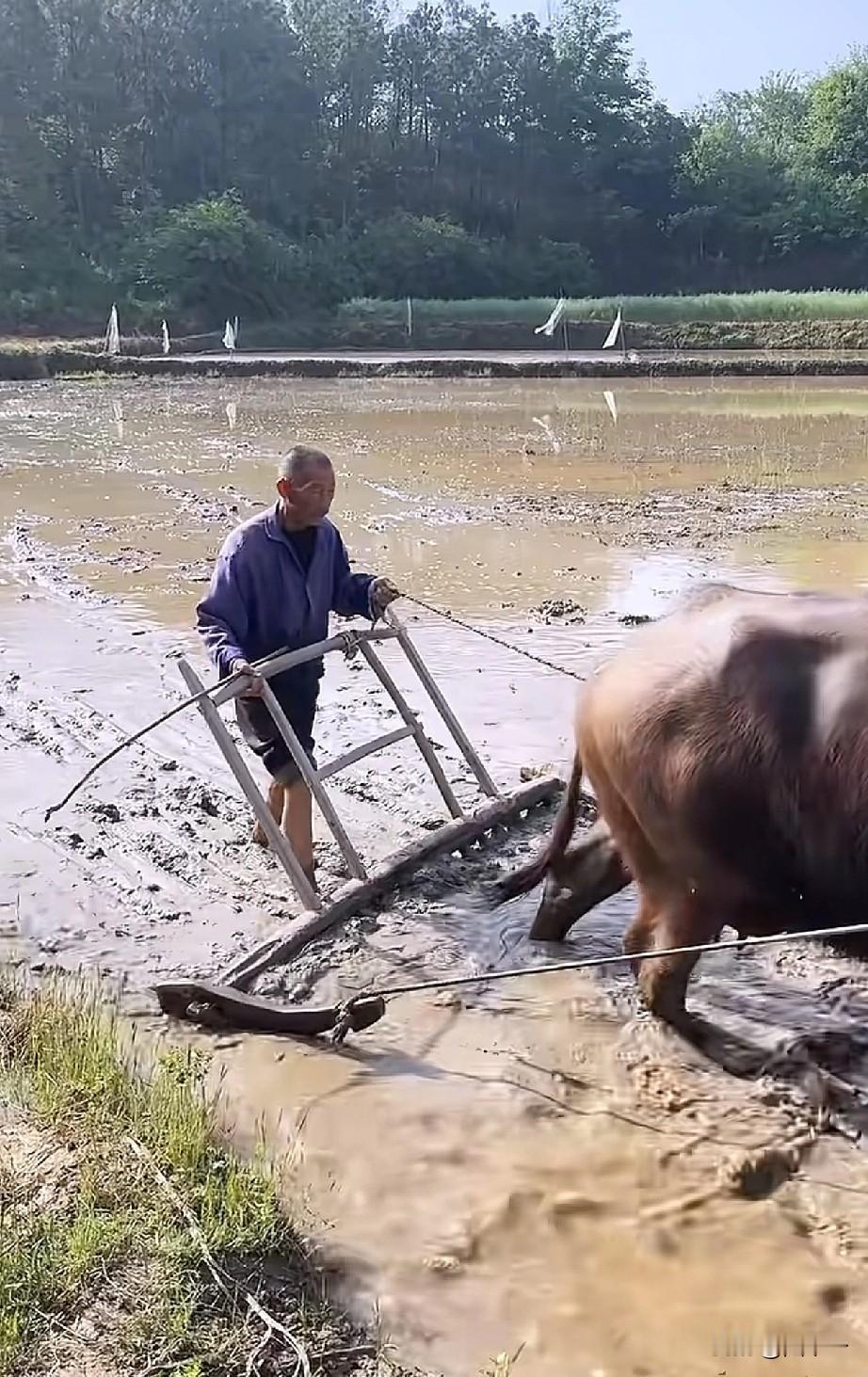 干过这种传统农活的都年过半百了吧。

这种传统农活叫“耖田”，在湖北松滋方言里把