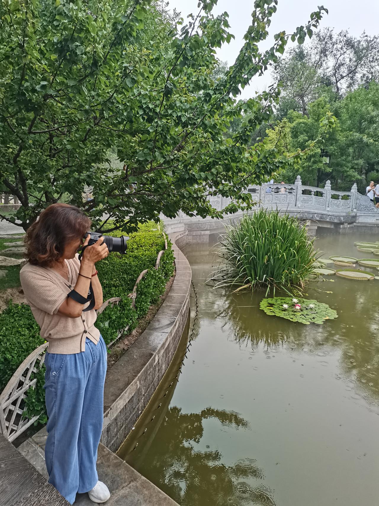 迎泽湖畔大睡莲，
小女摄影入情深。
我看菏花也留影，
远处看见红衣女。
大学毕业