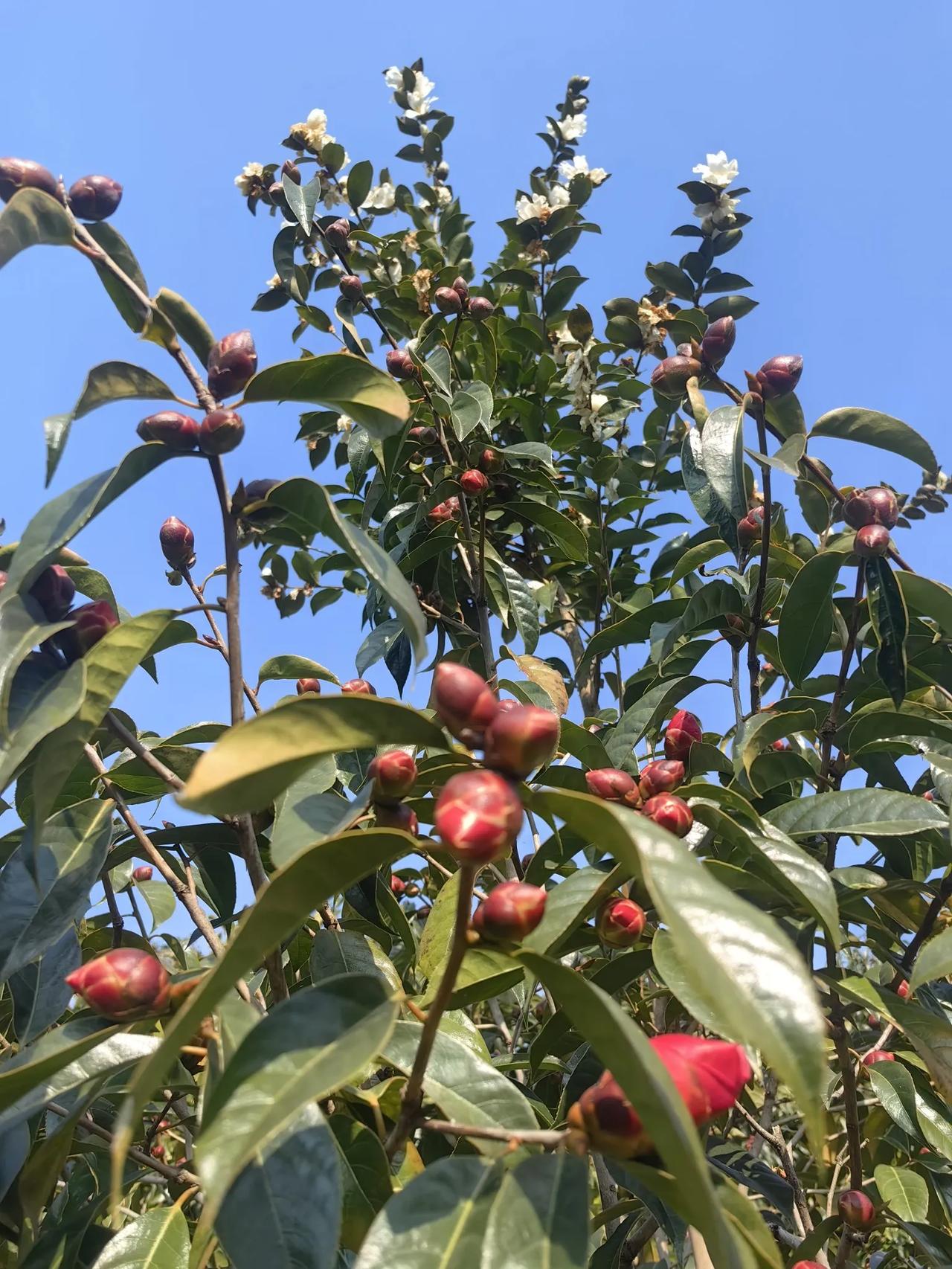 红花油茶小院人的幸福[玫瑰]
​满园红花绽放的景色，是小院人的喜悦；简约而整洁的