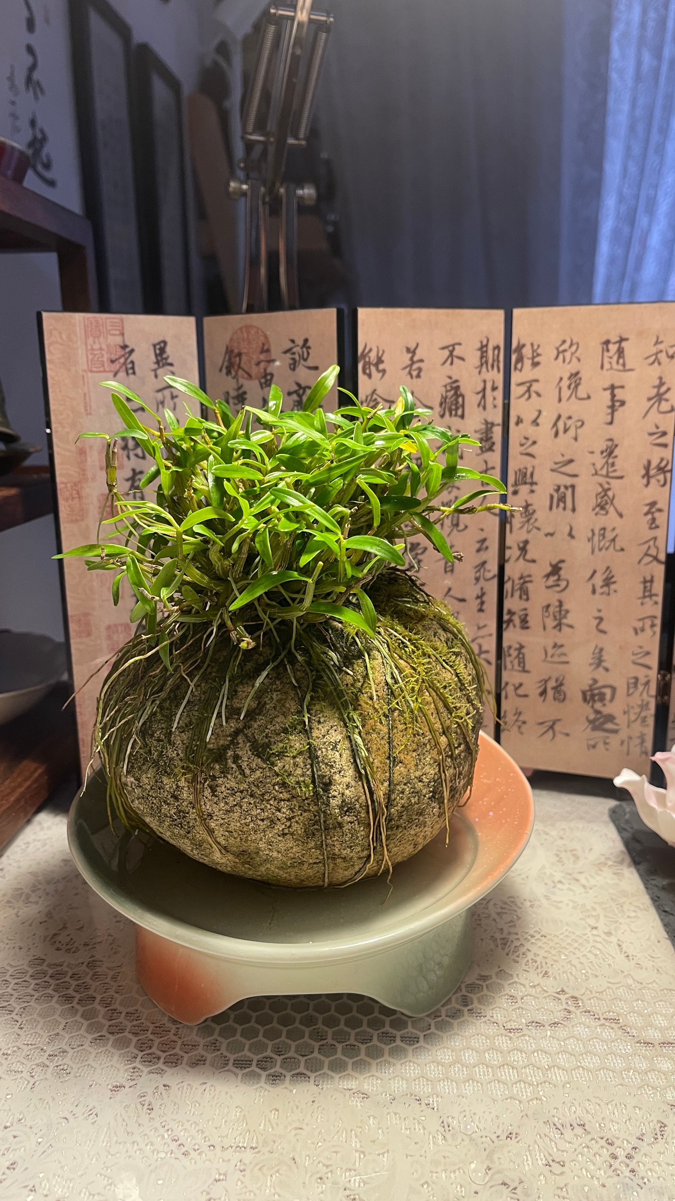 石斛就是植物医生绿植 米斛是不是要每天喷水啊？ 