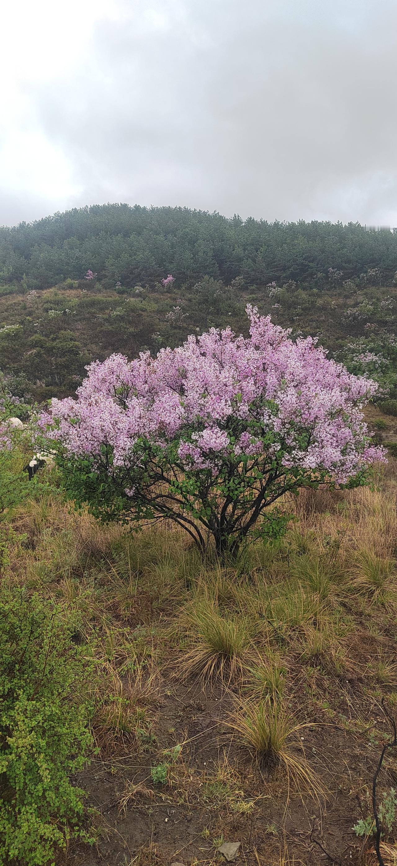 山岗

独自徘徊在这寂寥的山岗，
我希望遇见一个丁香一样的姑娘。
她有着丁香的颜