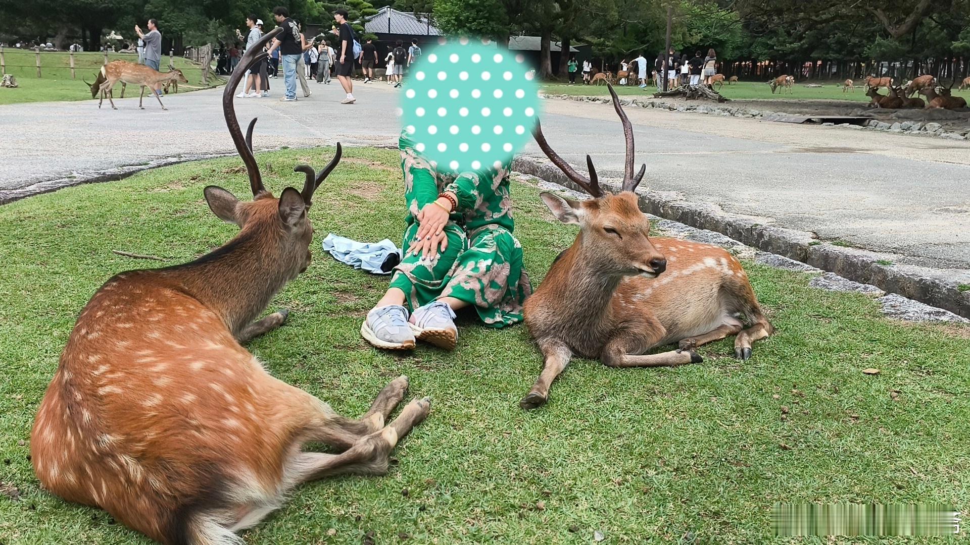 来来来，这几天累的够呛，昨天回来后现在才爬起来。先来抽个奈良的栗子小点心。奈良作