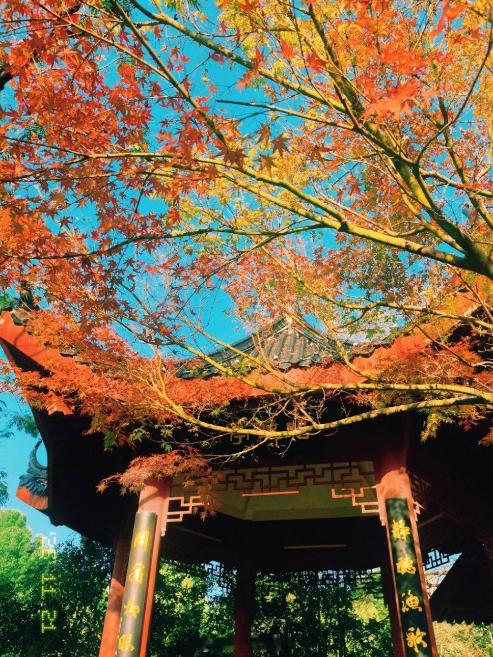 武汉武汉秋天的配色是番茄炒蛋火红的红枫，金黄的银杏，武汉秋天的配色像不像番茄炒蛋