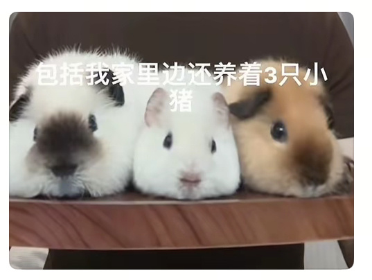 卧槽荷兰猪好萌啊我可爱侵略症犯了
