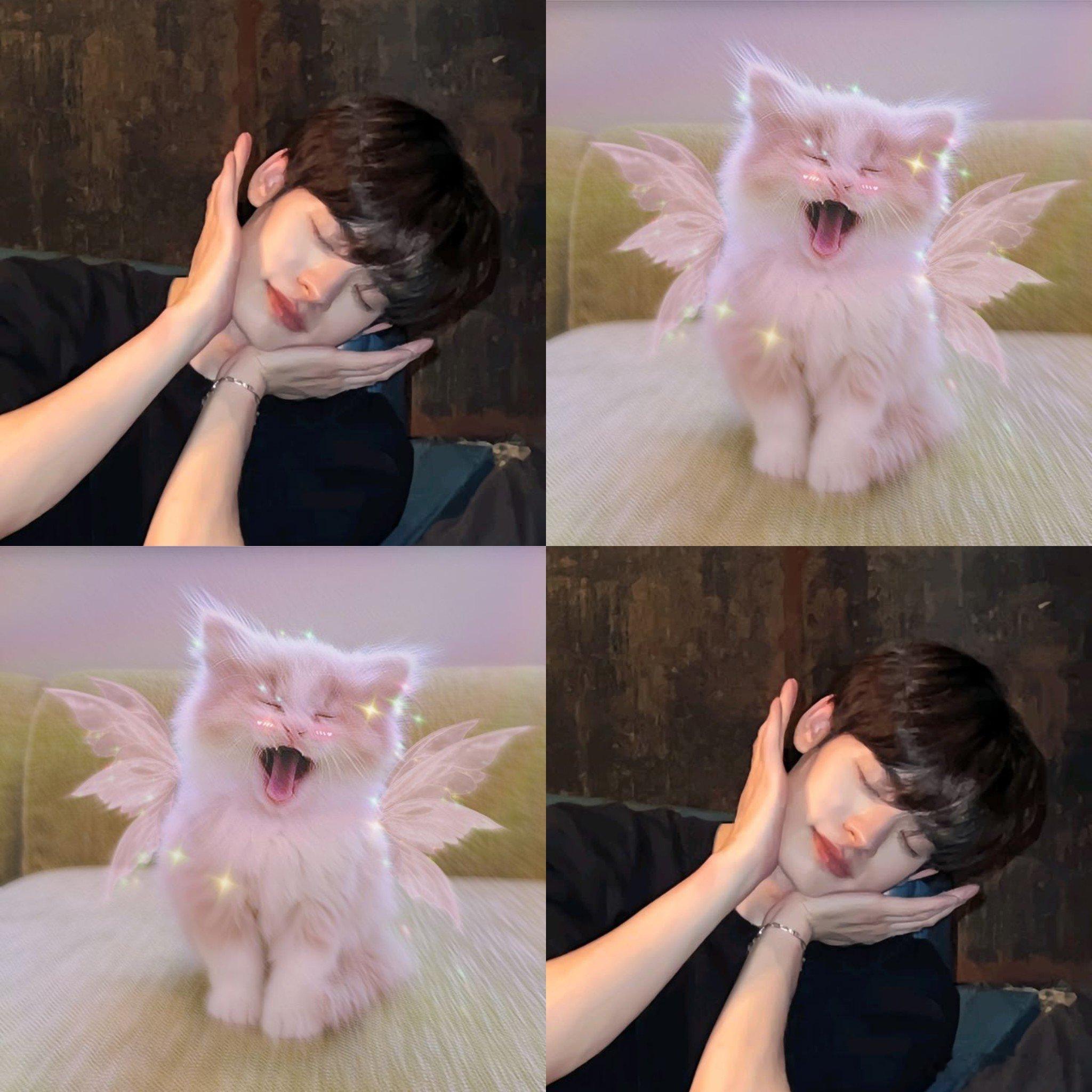 泰国人是怎么找到这么适配的猫猫图的 
