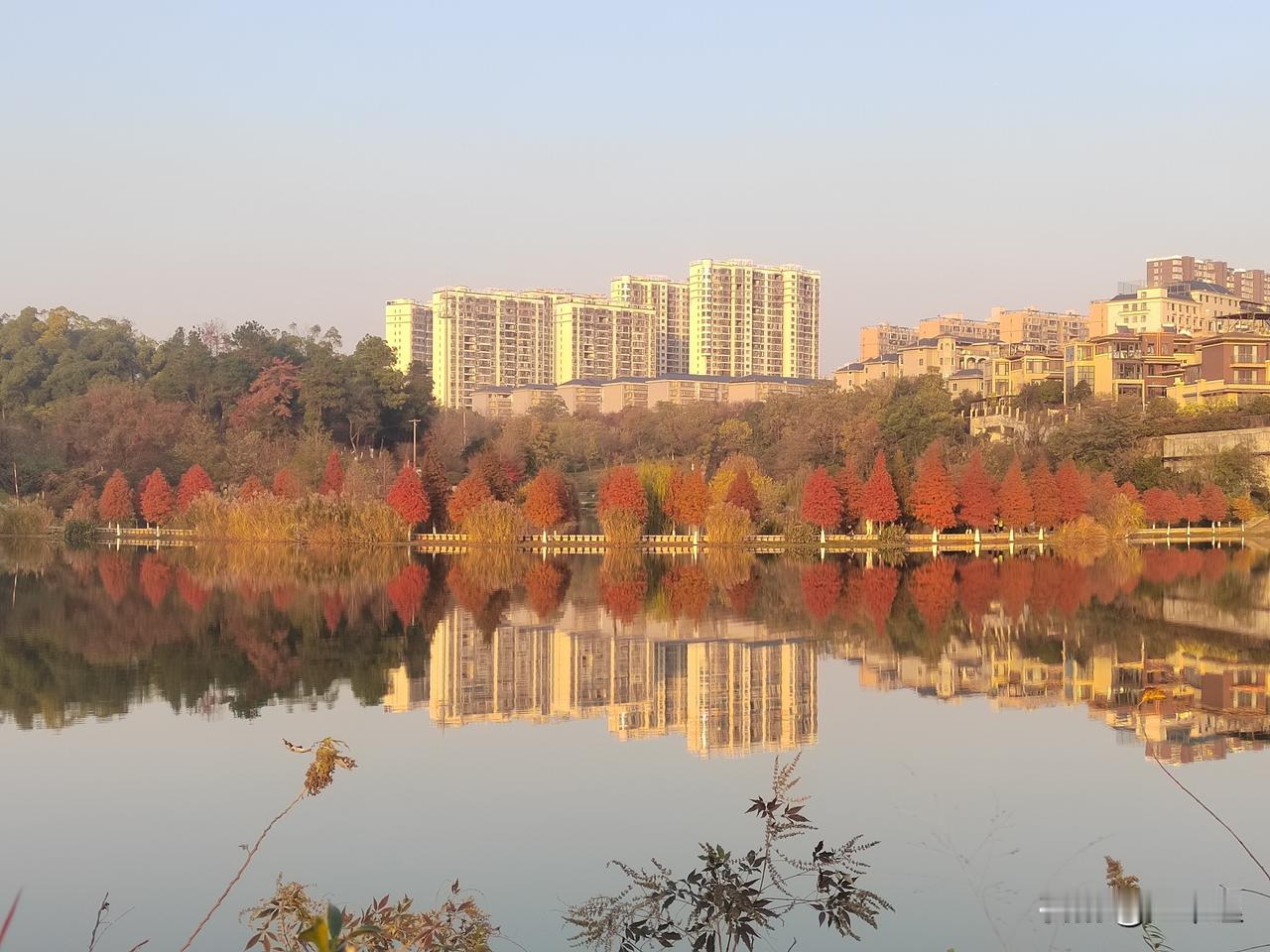 景色迷人的珍珠山
        深冬时分，晴空澄澈如洗，碧水倒映着蓝天，水杉已