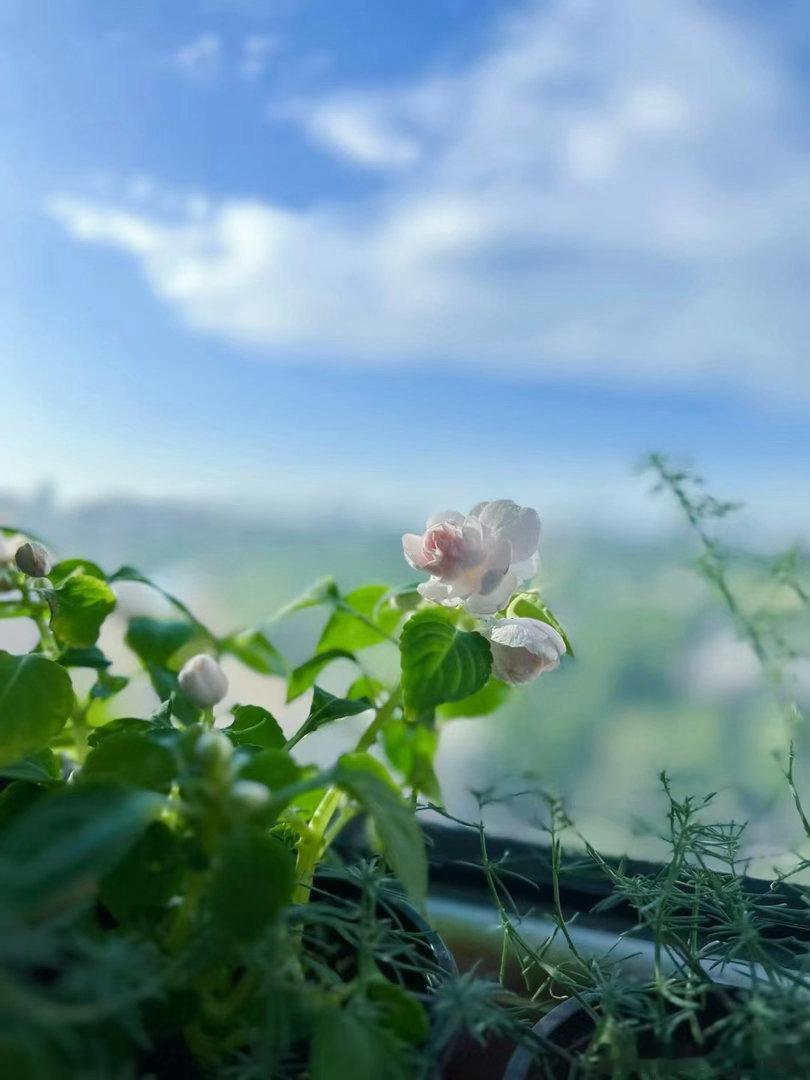 帝都雨过天晴，碧空如洗，风有些凉～～甜点、奶茶和咖啡，就像是成年人白天的酒，偶尔