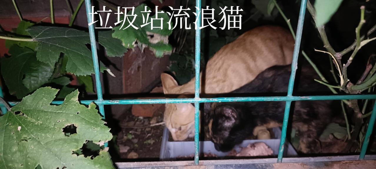 今晚很是凉爽，喂完垃圾站流浪猫和厂里的流浪猫，心情很愉快，没有遇到需要救助的小猫