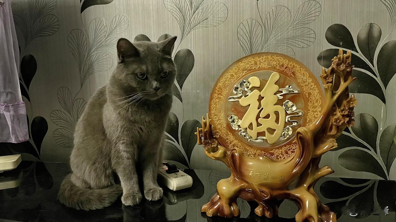 谁能告诉我我家的猫咪总喜欢在这蹲着？#分享家中喵星人#