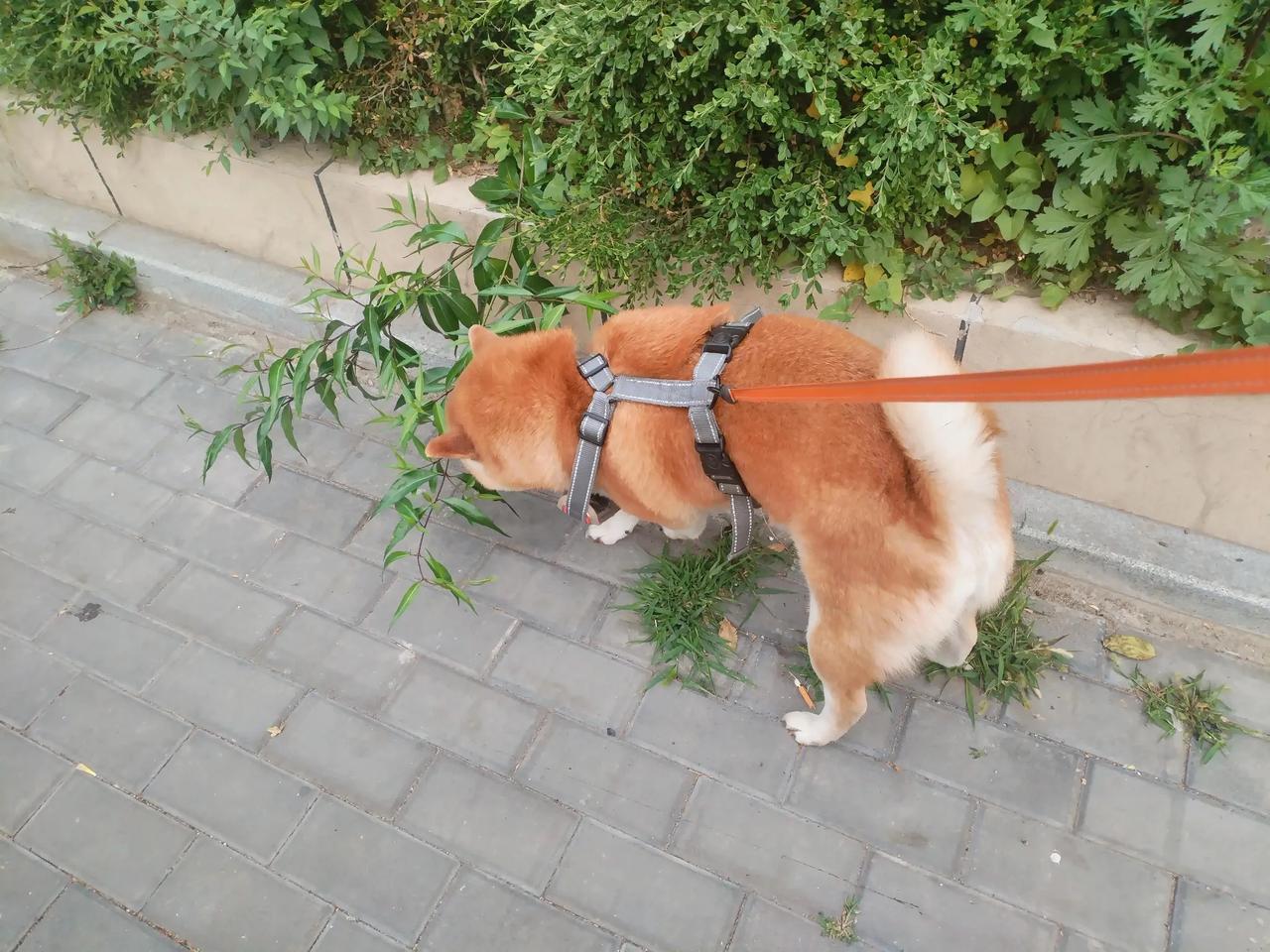 #未拴绳泰迪吓到小孩 男子抢狗暴摔#
看过报道说件事。

我早上遛狗时大多会遇到