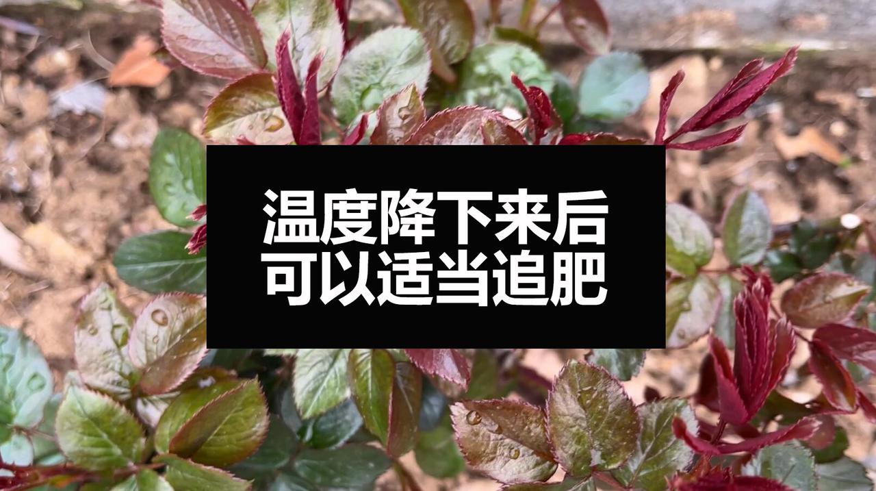 夏天浇水频率高，热的地方每天得浇几次水，长时间的冲刷加上植株的消耗，花盆的有机质