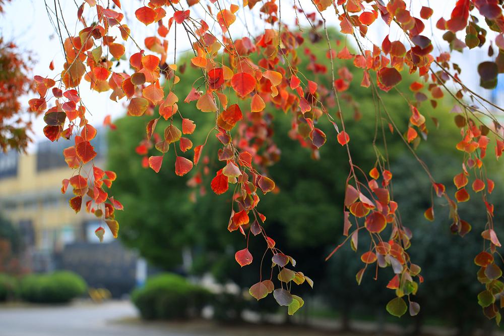 秋日（一）
#秋日生活打卡季# #秋天# #秋色记录# #随拍秋日生活#