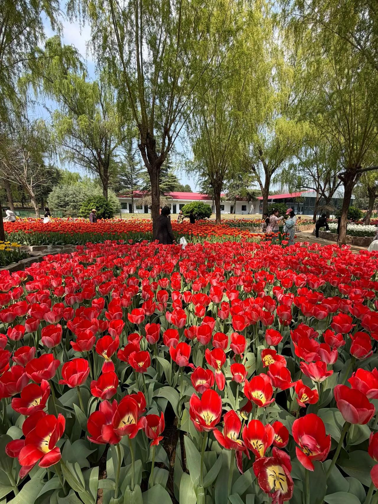 孟津麻屯郁金香园，有空可以来赏花了。郁金香主题花海