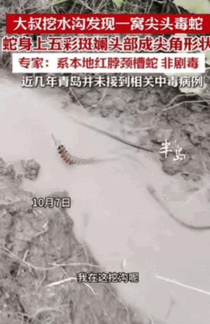 “幸亏跑得快！”青岛一大叔挖水沟，一铲子下去，竟然从土里钻出来一条“大长虫”，还