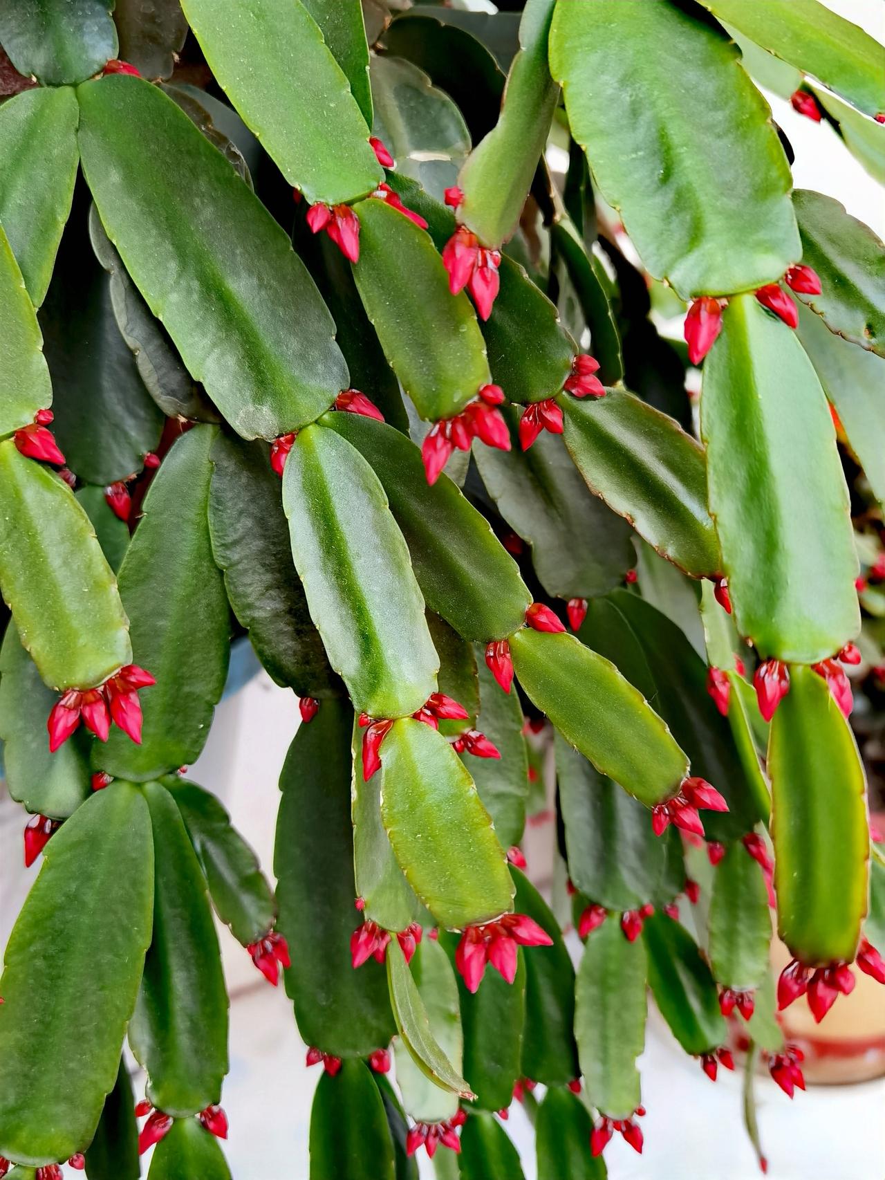 一阴一阳之谓道，
​阴阳不测之谓神。
神力所及，
​万物并作，吾以观复。
​万物