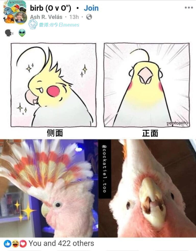 审美角度（9gag）哎呀