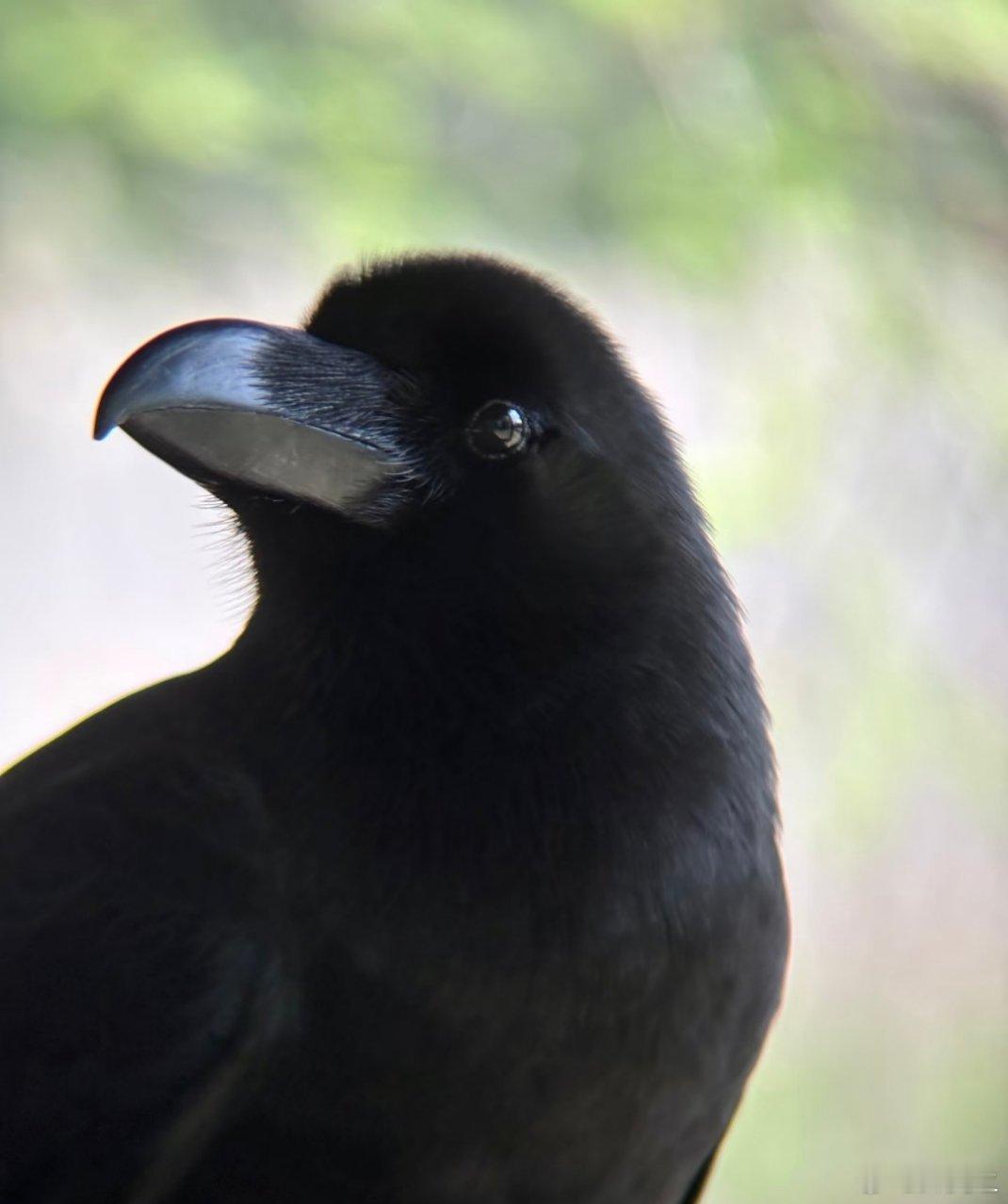 大嘴乌鸦有一种气质就是帅 