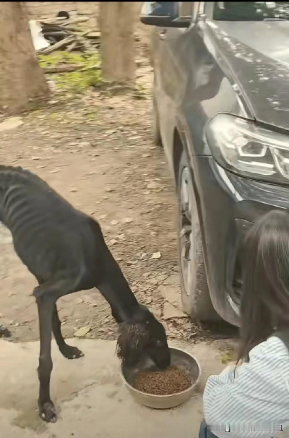 重庆，女子在南山开店，在门口遇到了一只流浪动物，瘦得只剩一把骨头，第一眼竟没分清