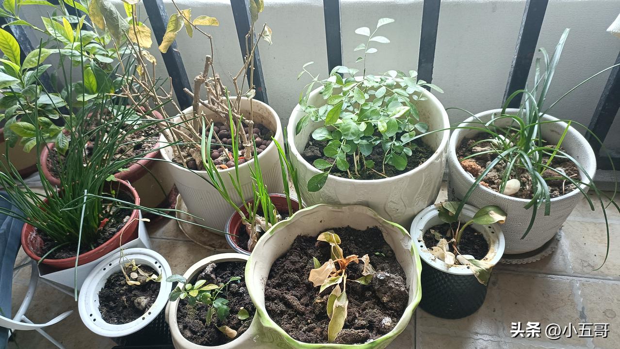 回老家过年了，回来的时候我的花花草草就变成这样了，大家说还能救得活吗？