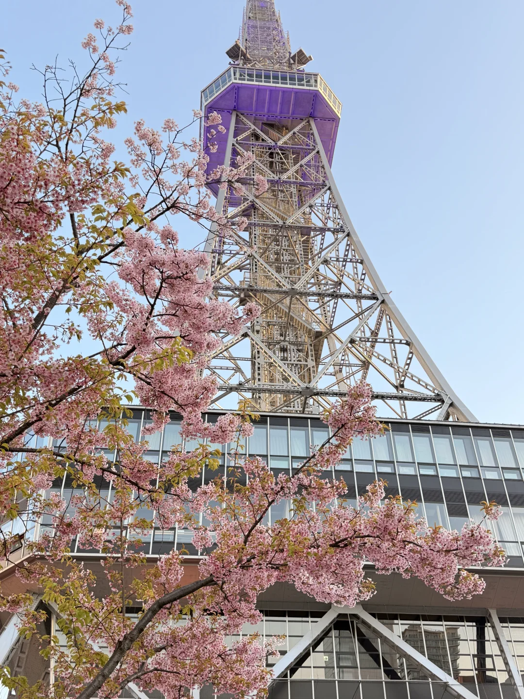 名古屋樱花打卡点🌸交换一张樱花照！