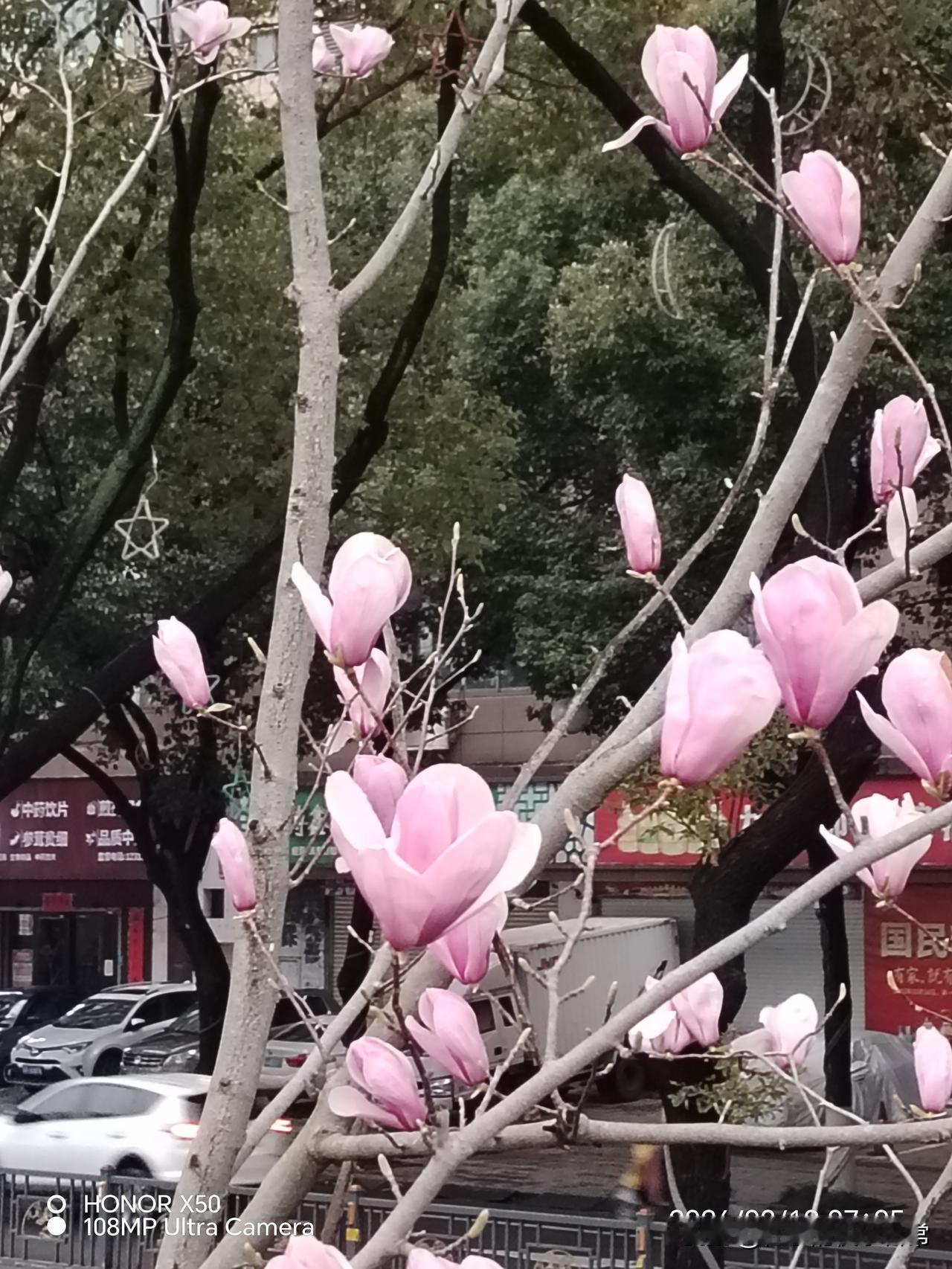 记录我的20263月18日长江岸边赏玉兰花“记录我的2026”