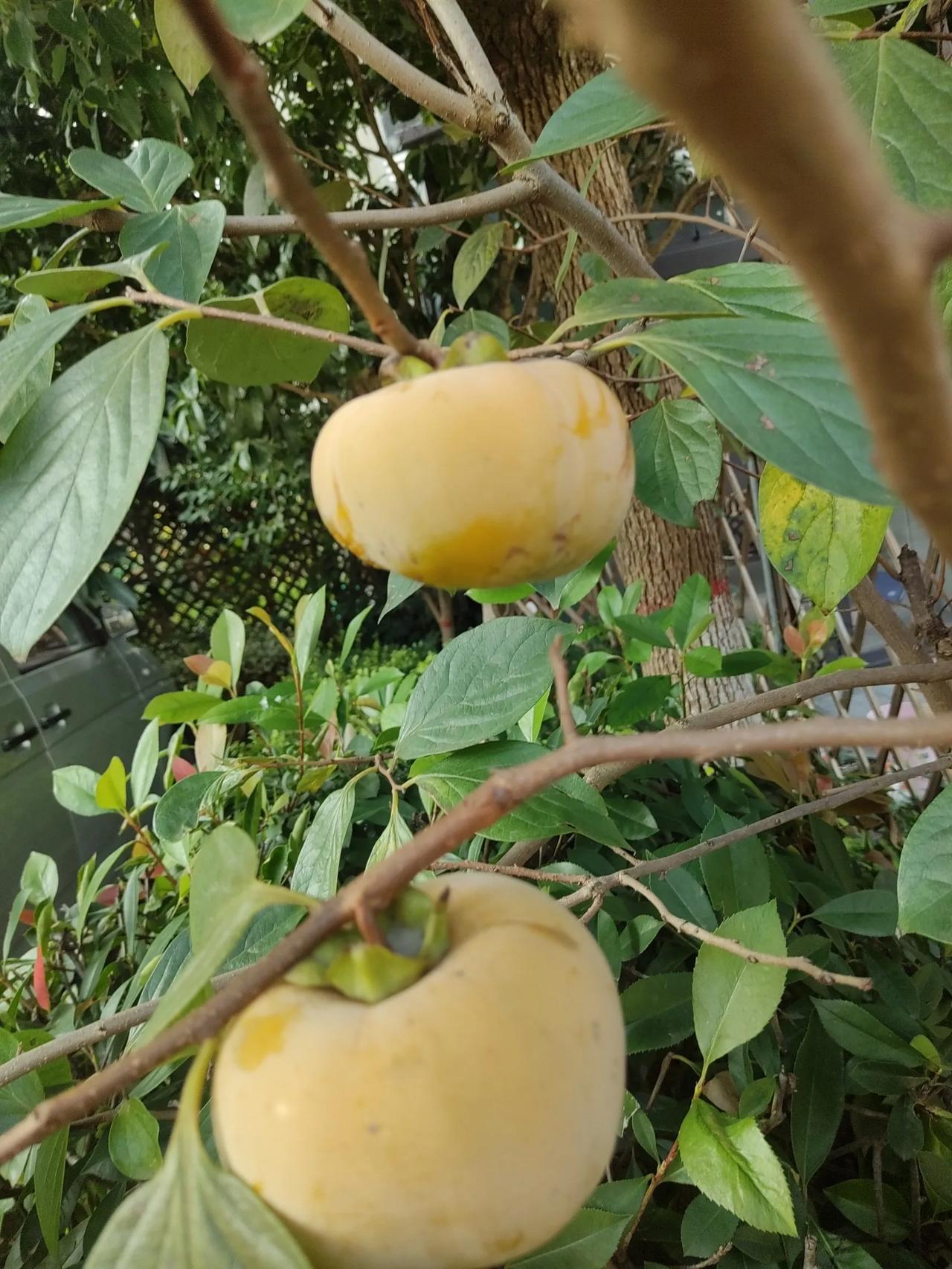 秋言秋语（散文诗）

立秋了，能听到秋言秋语，能感受秋炎秋雨，能觉察秋颜秋已。