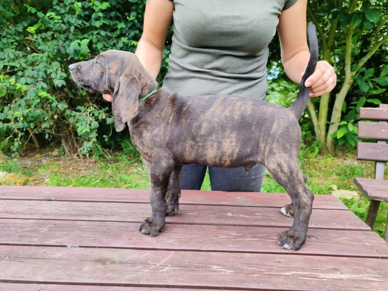 2 个 月 汉诺威猎犬，该犬种是美国普罗特的父本和母本。所以现在普罗特...