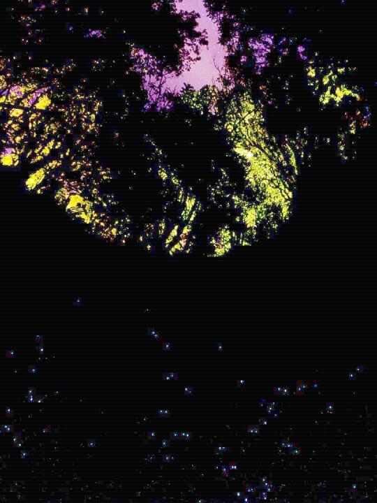 😅谁在新西兰旅游花大几K看萤火虫啊。。